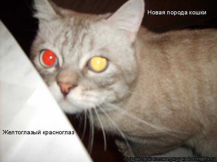 Новая порода кошки Желтоглазый красноглаз... Котоматрица: Новая порода кошки Желтоглазый красноглаз