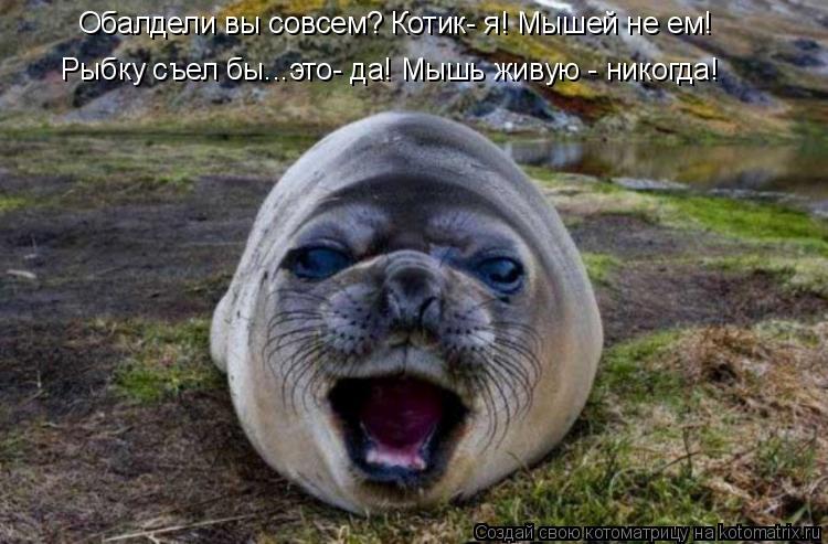 Котоматрица: Обалдели вы совсем? Котик- я! Мышей не ем! Рыбку съел бы...это- да! Мышь живую - никогда!
