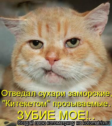 Котоматрица: Отведал сухари заморские, "Китекетом" прозываемые. ЗУБИЕ МОЕ!..