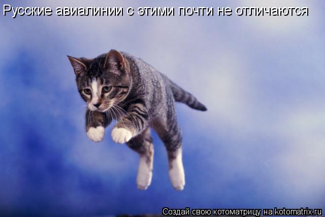 Русские авиалинии с этими почти не отличаются... Котоматрица: Русские авиалинии с этими почти не отличаются