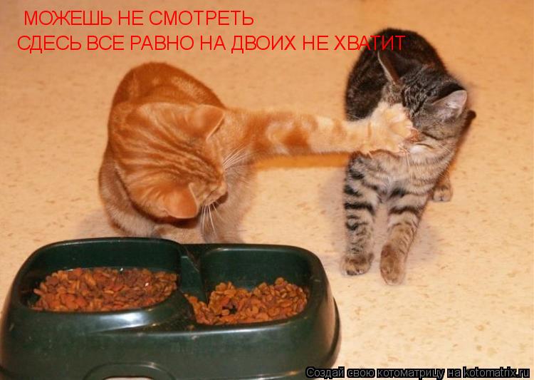 Котоматрица: МОЖЕШЬ НЕ СМОТРЕТЬ СДЕСЬ ВСЕ РАВНО НА ДВОИХ НЕ ХВАТИТ