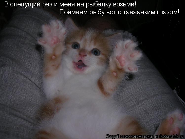 Котоматрица: В следущий раз и меня на рыбалку возьми! Поймаем рыбу вот с таааааким глазом!