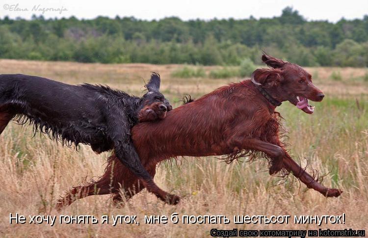 Не хочу гонять я уток, мне б поспать шестьсот минуток!... Котоматрица: Не хочу гонять я уток, мне б поспать шестьсот минуток!