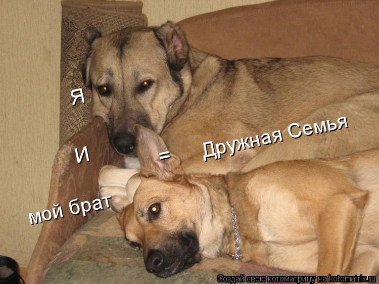 Котоматрица: мой брат Я Дружная Семья И =