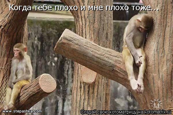 Котоматрица: Когда тебе плохо и мне плохо тоже...