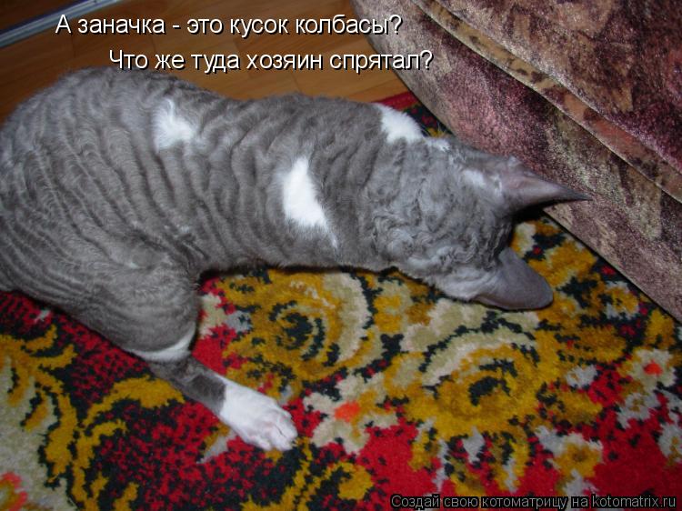 Котоматрица: Что же туда хозяин спрятал? А заначка - это кусок колбасы?