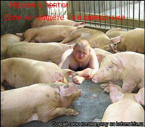Котоматрица: Играем в прятки! Если не найдёте - я в свинарнике