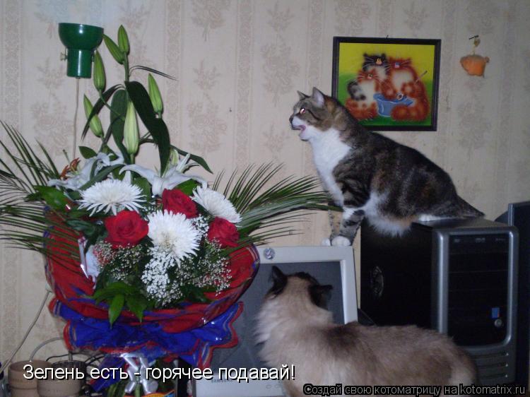 Котоматрица: Зелень есть - горячее подавай!