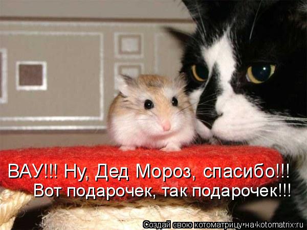 Котоматрица: ВАУ!!! Ну, Дед Мороз, спасибо!!! Вот подарочек, так подарочек!!!