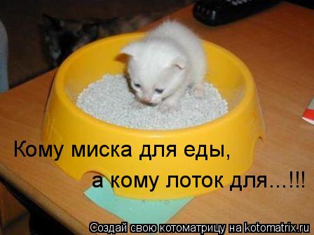 Котоматрица: Кому миска для еды,  а кому лоток для...!!!