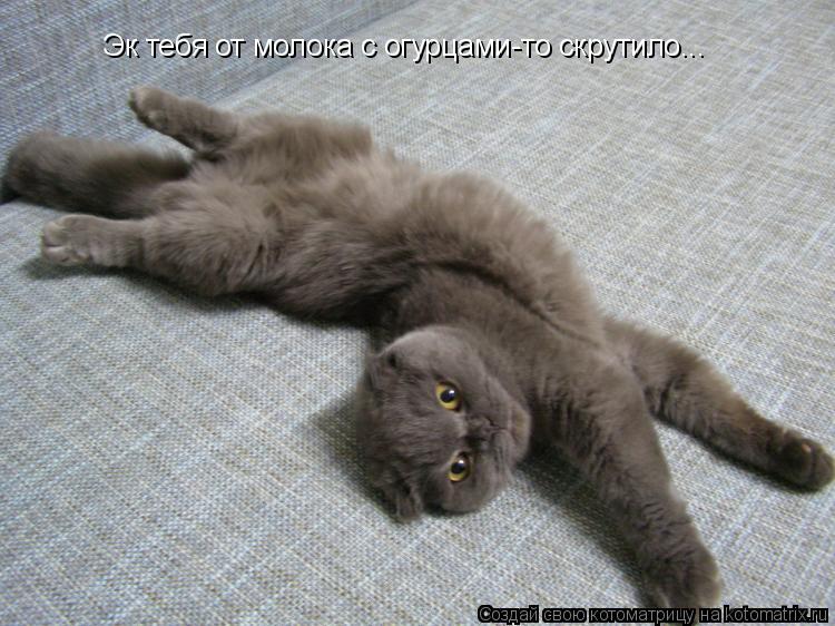 Эк тебя от молока с огурцами-то скрутило...... Котоматрица: Эк тебя от молока с огурцами-то скрутило...
