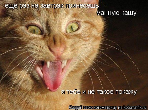 еще раз на завтрак принесешь манную кашу я тебе и не такое покажу... Котоматрица: еще раз на завтрак принесешь манную кашу я тебе и не такое покажу