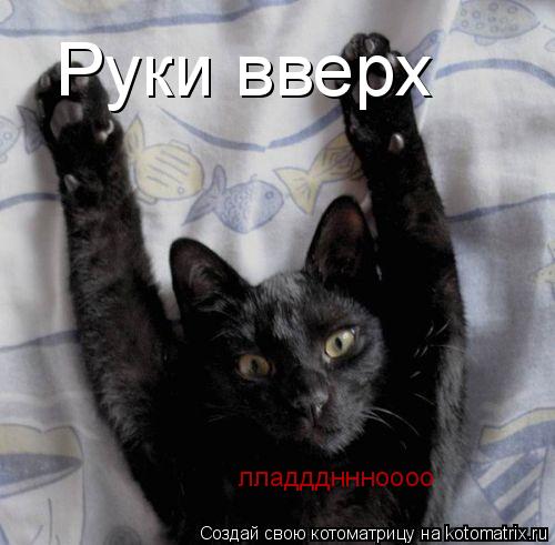Руки вверх лладддннноооо... Котоматрица: Руки вверх лладддннноооо