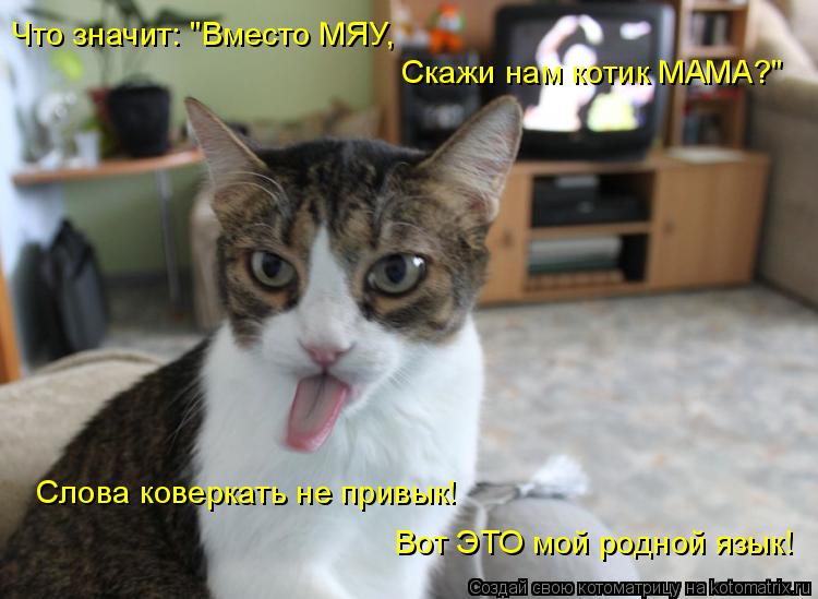 Котоматрица: Скажи нам котик МАМА?" Что значит: "Вместо МЯУ, Слова коверкать не привык! Вот ЭТО мой родной язык!
