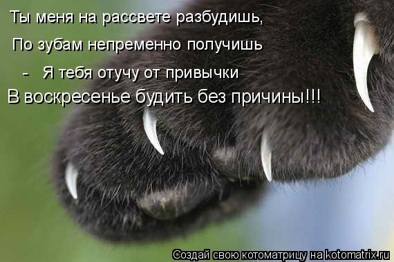 Ты меня на рассвете разбудишь, По зубам непременно получишь - Я тебя отучу от привычки В воскресе... Котоматрица: Ты меня на рассвете разбудишь, По зубам непременно получишь - Я тебя отучу от привычки В воскресенье будить без причины!!!