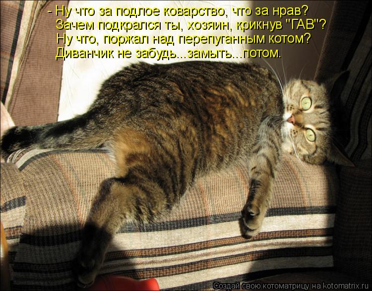 Котоматрица: - Ну что за подлое коварство, что за нрав? Зачем подкрался ты, хозяин, крикнув "ГАВ"? Ну что, поржал над перепуганным котом? Диванчик не забудь..