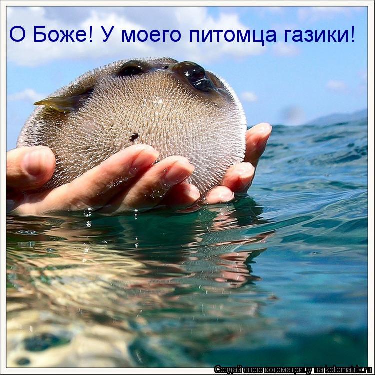 Котоматрица: О Боже! У моего питомца газики!