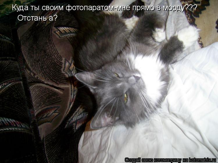Котоматрица: Куда ты своим фотопаратом-мне прямо в морду??? Отстань а?