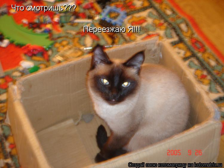 Котоматрица: Что смотришь??? Переезжаю Я!!!