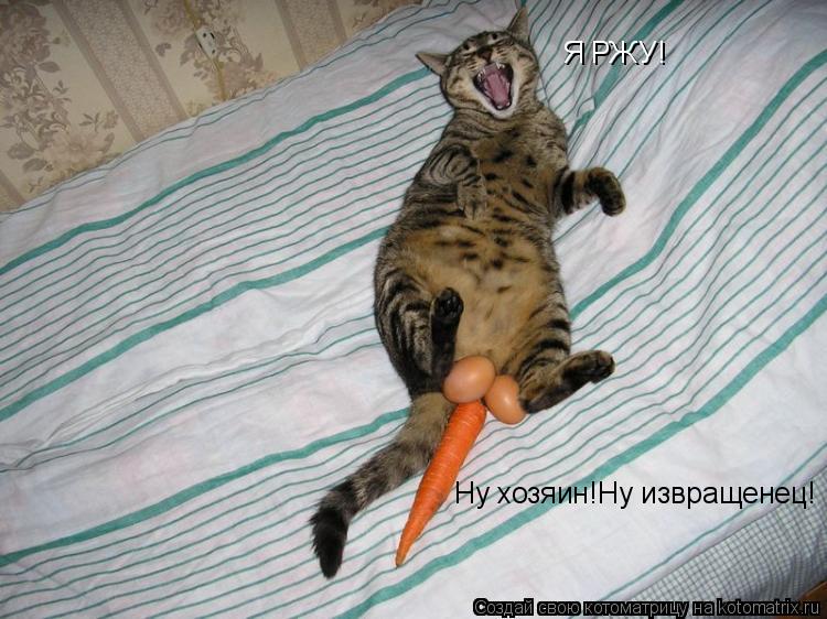 Котоматрица: Я РЖУ! Ну хозяин!Ну извращенец!