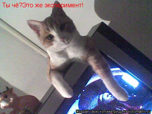 Котоматрица: Ты чё?Это же эксперимент!