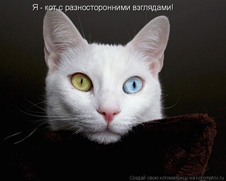 Я - кот с разносторонними взглядами!... Котоматрица: Я - кот с разносторонними взглядами!