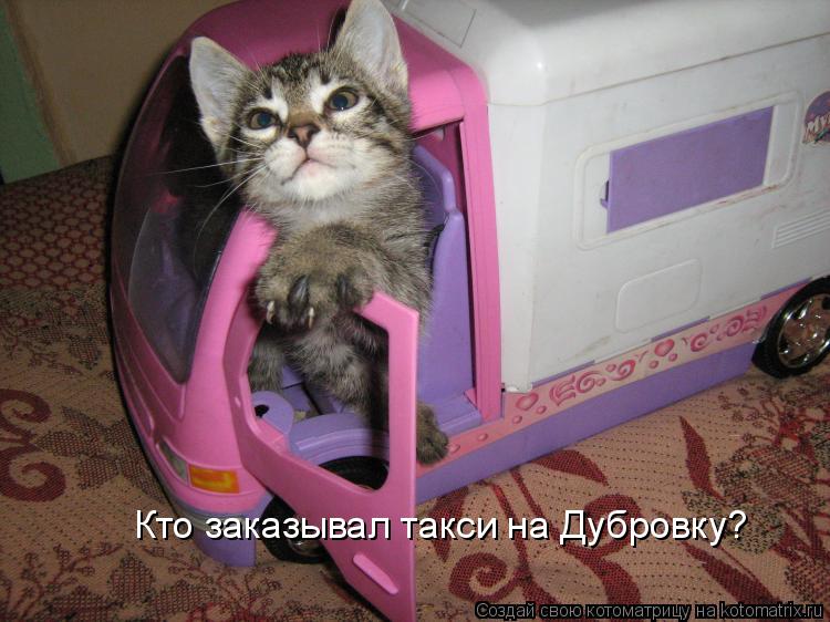Котоматрица: Кто заказывал такси на Дубровку?