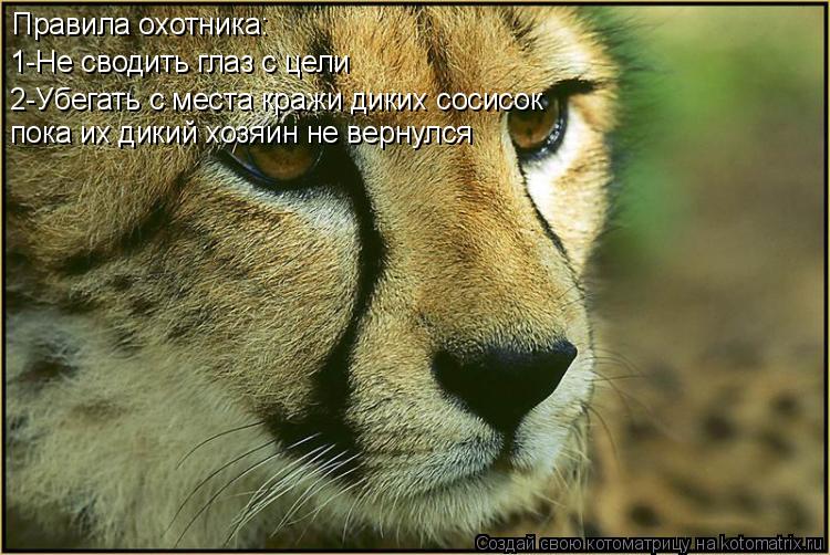 Котоматрица: Правила охотника: 1-Не сводить глаз с цели 2-Убегать с места кражи диких сосисок пока их дикий хозяин не вернулся