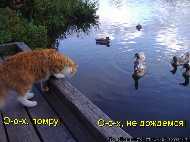 Котоматрица: О-о-х, помру! О-о-х, не дождемся!