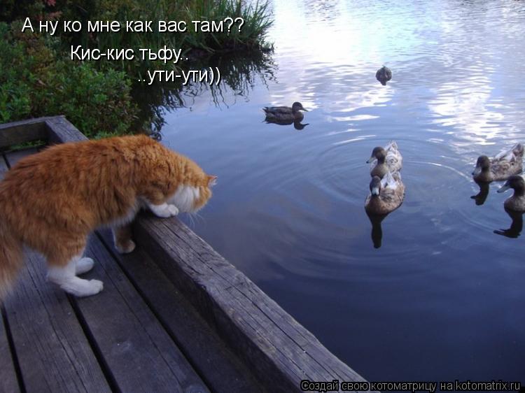 Котоматрица: А ну ко мне как вас там?? Кис-кис тьфу.. Кис-кис тьфу.. ..ути-ути))