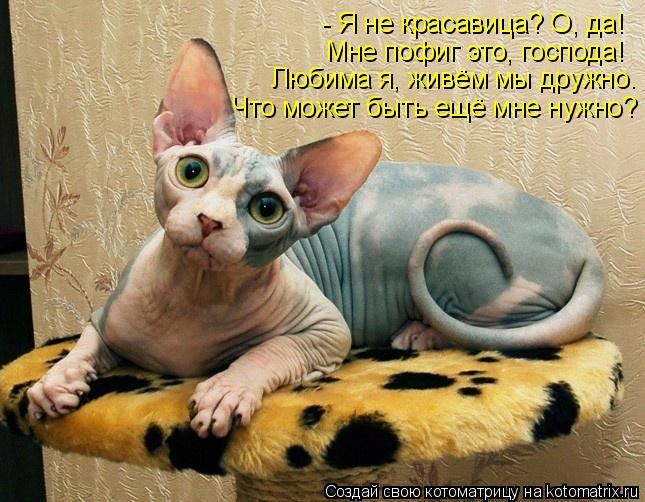 Котоматрица: - Я не красавица? О, да! Мне пофиг это, господа! Любима я, живём мы дружно. Что может быть ещё мне нужно?
