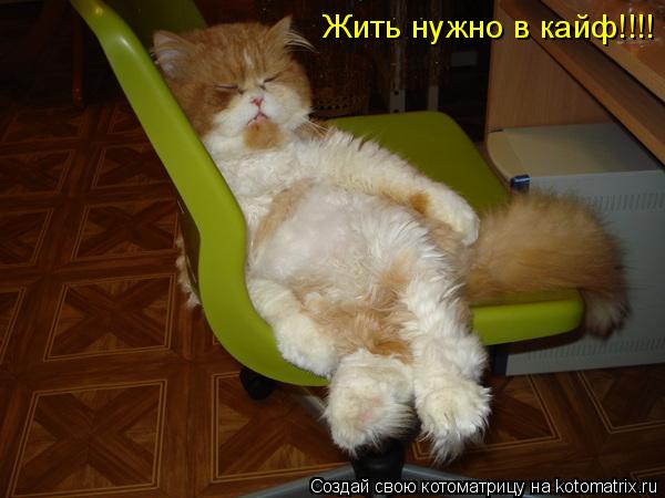 Котоматрица: Жить нужно в кайф!!!!