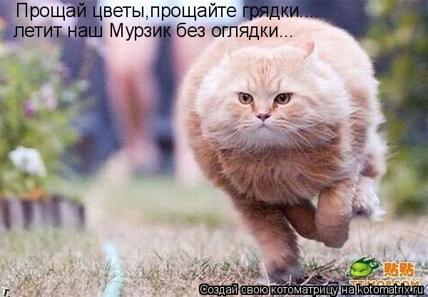 Котоматрица: Прощай цветы,прощайте грядки... летит наш Мурзик без оглядки...