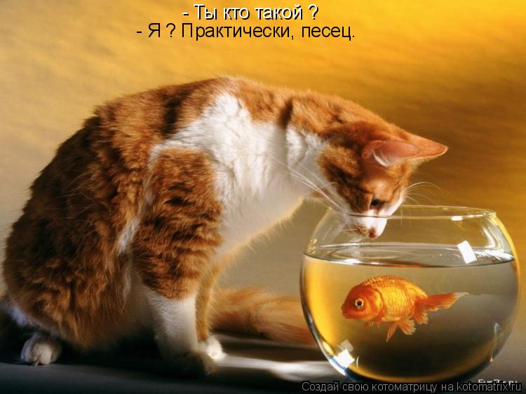 - Ты кто такой ? - Я ? Практически, песец.... Котоматрица: - Ты кто такой ? - Я ? Практически, песец.