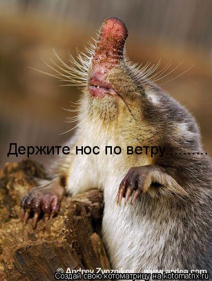 Котоматрица: Держите нос по ветру..........