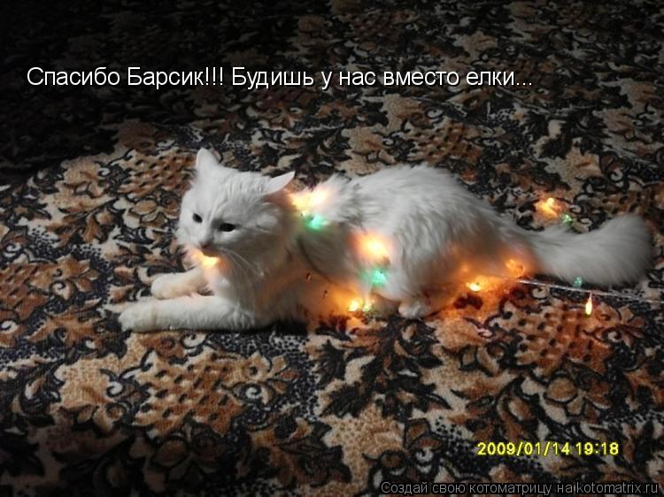 Котоматрица: Спасибо Барсик!!! Будишь у нас вместо елки...