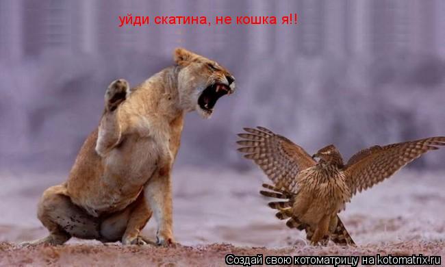 Котоматрица: уйди скатина, не кошка я!!