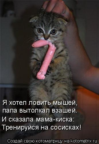 Котоматрица: Я хотел ловить мышей, папа вытолкал взашей. И сказала мама-киска: Тренируйся на сосисках!