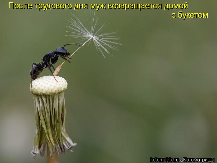 Котоматрица: После трудового дня муж возвращается домой с букетом