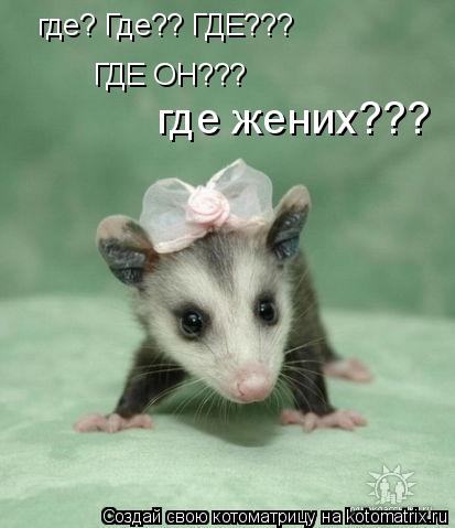 Котоматрица: ГДЕ ОН??? где жених??? где? Где?? ГДЕ???