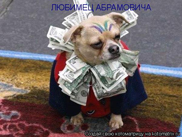 ЛЮБИМЕЦ АБРАМОВИЧА... Котоматрица: ЛЮБИМЕЦ АБРАМОВИЧА
