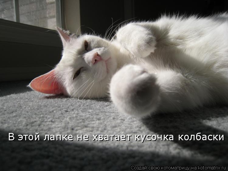 Котоматрица: В этой лапке не хватает кусочка колбаски