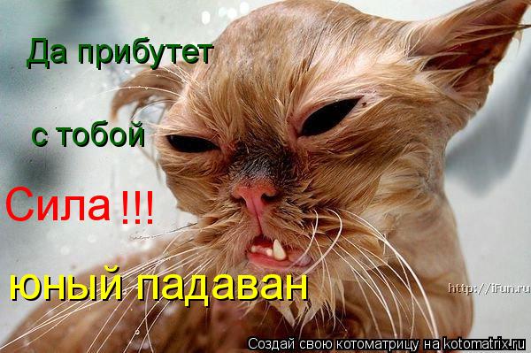 Котоматрица: Да прибутет с тобой  Сила !!! юный падаван