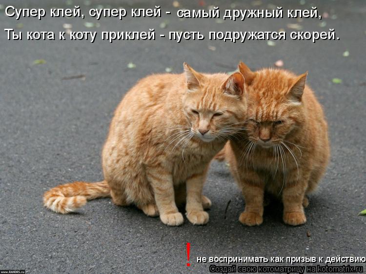 Котоматрица: Супер клей, супер клей - самый дружный клей, Ты кота к коту приклей - пусть подружатся скорей. не воспринимать как призыв к действию !