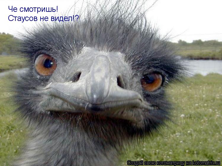 Котоматрица: Че смотришь! Стаусов не видел!?