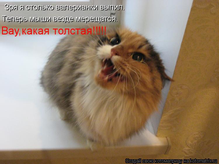 Котоматрица: Зря я столько валерианки выпил. Теперь мыши везде мерещатся. Вау,какая толстая!!!!!