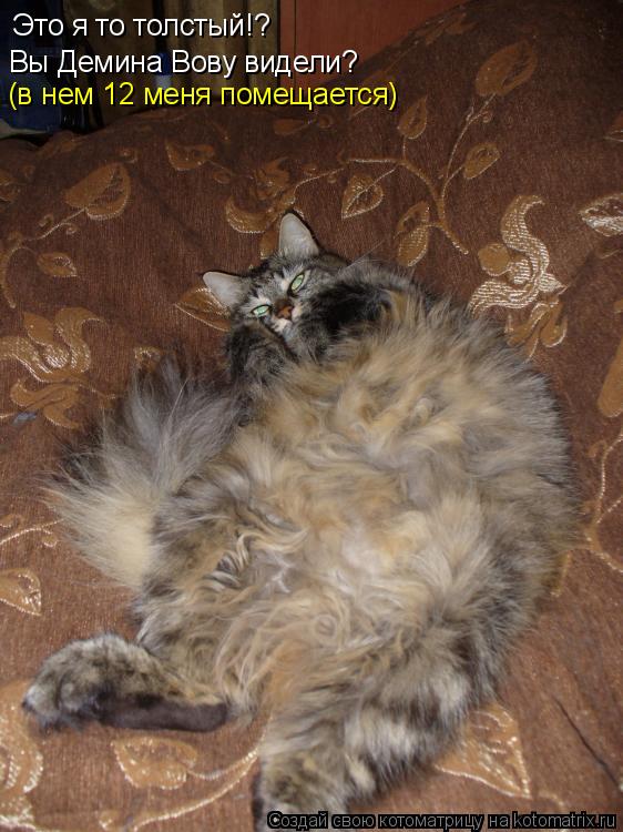 Котоматрица: Это я то толстый!? Вы Демина Вову видели? (в нем 12 меня помещается)