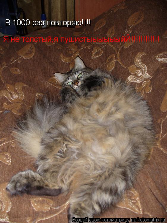 Котоматрица: В 1000 раз повторяю!!!! Я не толстый,я пушистыыыыыыйЙ!!!!!!!!!!!!