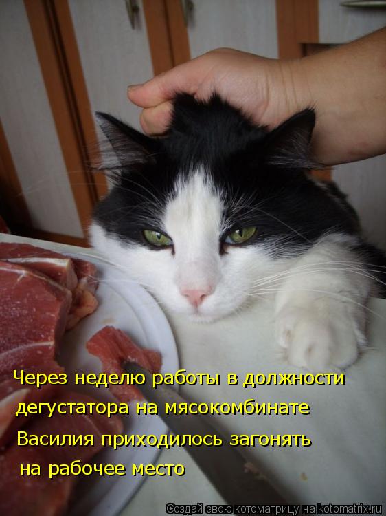 Котоматрица: Через неделю работы в должности дегустатора на мясокомбинате Василия приходилось загонять на рабочее место