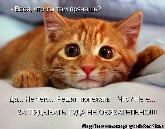 Котоматрица: - Вася, что ты там прячешь? - Да... Не чего... Решил полежать... Что? Не-е... ЗАГЛЯДЫВАТЬ ТУДА НЕ ОБЯЗАТЕЛЬНО!!!!